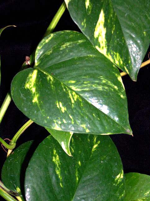 Pothos